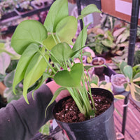 Monstera deliciosa, 'Split-Leaf', juvenile, seed grown 4in pot