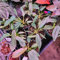 Philodendron bipennifolium hybrid 'Mottled Dragon'