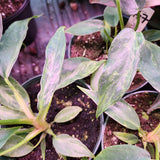 Philodendron bipennifolium hybrid 'Mottled Dragon'