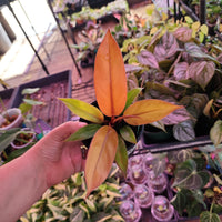 Philodendron erubescens 'Prince of Orange'