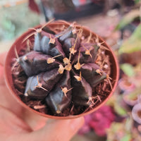 Cactus Gymnocalycium mihanovichii, BLACK 'Colorball', 'Moon'