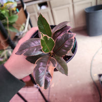 Ficus elastica 'Ruby', Red variegated Rubber Tree