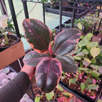 Ficus elastica 'Ruby', Red variegated Rubber Tree