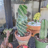 Cactus 'Spiral', Cereus forbesii 'Spiralis', The Twisted Cactus