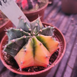 Cactus Gymnocalycium mihanovichii, 'Colorball', 'Moon'