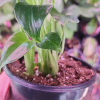 Monstera deliciosa, 'Split-Leaf', juvenile, seed grown 4in pot