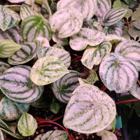 Peperomia argyreia, Harmony's 'Gold Dust Woman', albo variegated watermelon