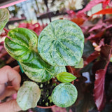 Peperomia argyreia, Harmony's 'Gold Dust Woman', albo variegated watermelon