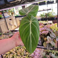 Philodendron gloriosum