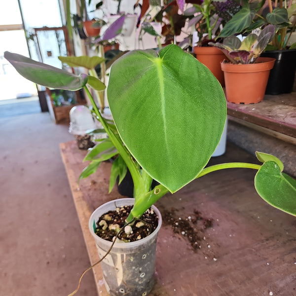 Philodendron rugosum, 'Pig Ear'