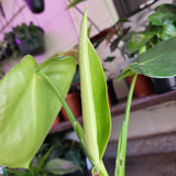Philodendron rugosum, 'Pig Ear'