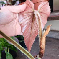 Philodendron squamicaule 'Pink'