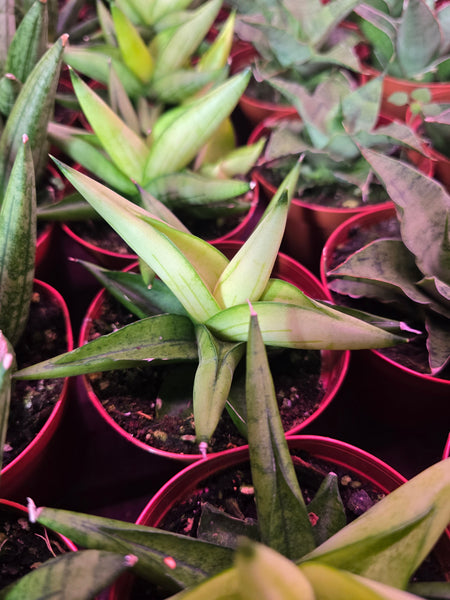 Sansevieria 'Yellow T' 3in GC