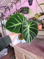 Philodendron luxurians