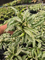 Syngonium 'Starlight' 4in GC
