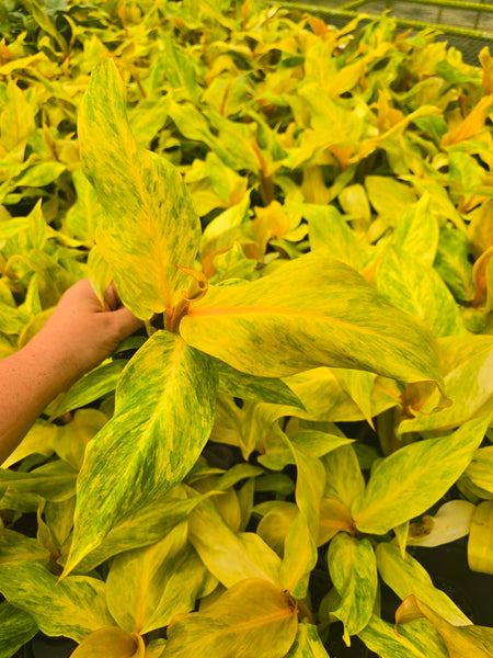 Philodendron 'Orange Marmalade' 4in GC