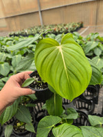 Philodendron 'McDowell' (gloriosum x pastazanum) 4in GC