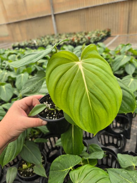 Philodendron 'McDowell' (gloriosum x pastazanum) 4in GC