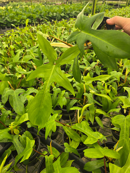 Philodendron Florida 'green' 4in GC