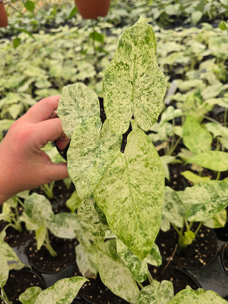 Alocasia batik 4in GC