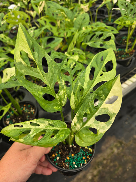 Monstera 'Swiss Cheese' variegated 4in GC