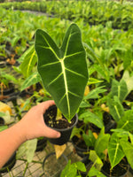 Alocasia frydek 'Velvet Elvis' 4in GC