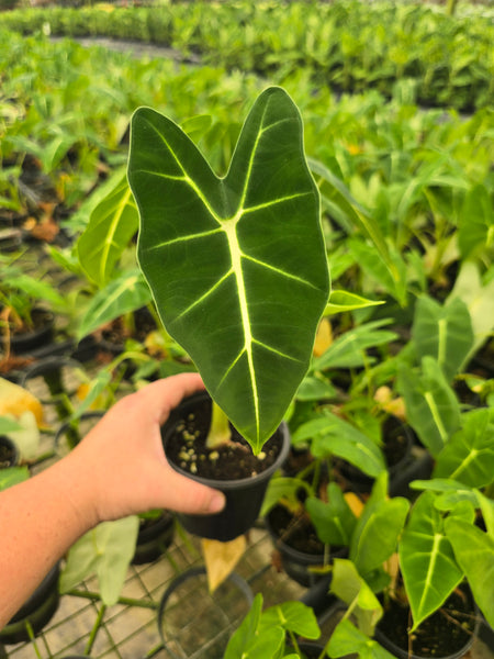 Alocasia frydek 'Velvet Elvis' 4in GC