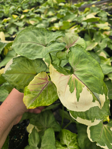 Syngonium 'Orm Thong' 4in GC