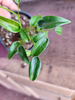 Alocasia brisbanensis × Alocasia odora, 'Tiny Dancer'