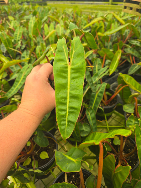 Philodendron billietiae