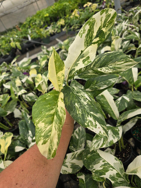 Monstera lechleriana variegated 4in GC