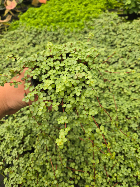 Pilea depressa 'Baby Tears' 4in GC
