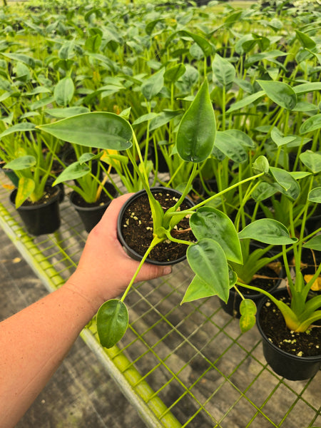 Alocasia 'Tiny Dancer' 4in GC
