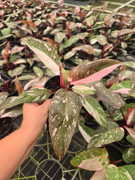 Philodendron 'Pink Princess Galaxy' 4in GC